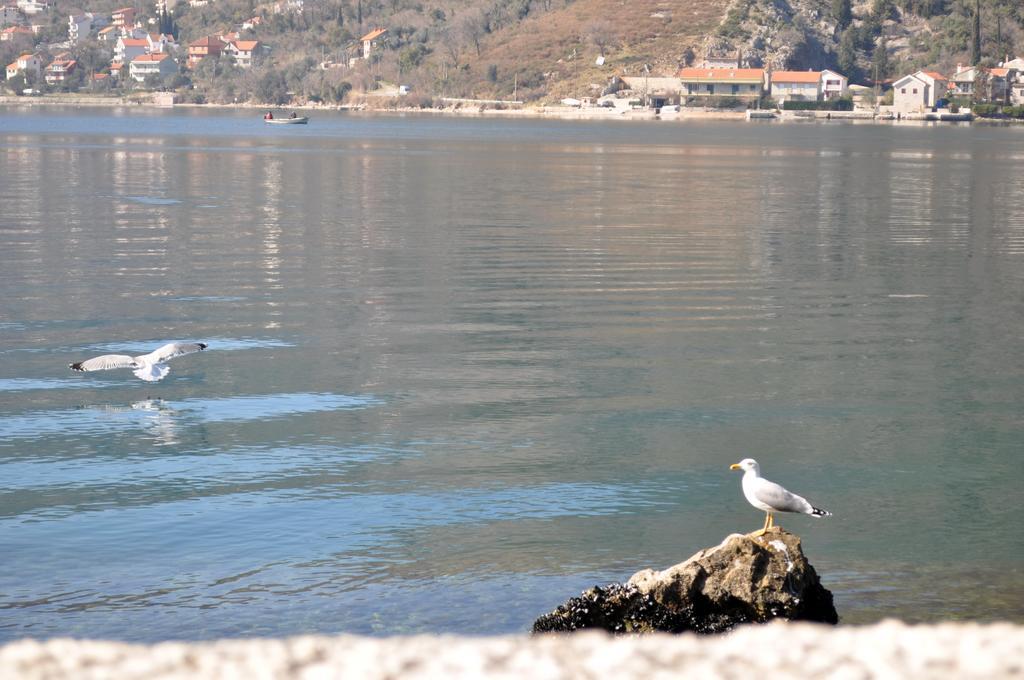 Apartments Vucinovic Tivat Eksteriør billede